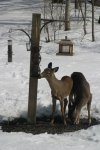 Photo of two young deer at bird feeder in winter