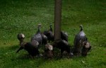Photo of several wild turkeys under a bird feeder