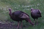 Photo of two wild turkeys, close up