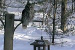 Photo of an owl sitting above a bird feeder winter