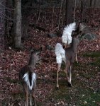 Photo of 3 deer, alarmed by a noise, white tails showing.