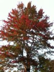 AutumnTrees01 Photo of red leaves on maple tree