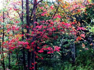 Fall Foliage in Fairfax photo of tree with bright red leaves
