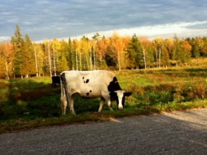 Cow-on-the-verge, Fairfax, VT photo of cow at the side of the road
